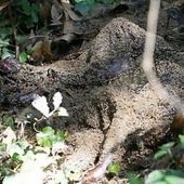 UN CHARNIER DE CADAVRES DE CHIENS DECOUVERT PRES DE PERPIGNAN - Maltraitance animale