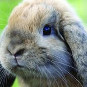 Les conditions d'entretien du lapin nain: choisir sa cage, sa litière et son environnement.