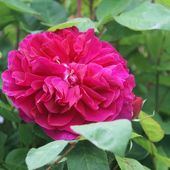Une rose, un jour : Sophy's rose - Le blog de Rosacorleone