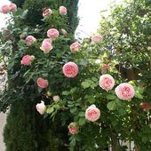 Une rose, un jour : Pierre de Ronsard - Le blog de Rosacorleone