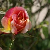 Une rose, un jour : Michka - Le blog de Rosacorleone