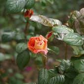 Une rose, un jour : Louis de Funès