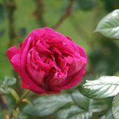 Une rose, un jour : Chartreuse de Parme