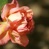 Une rose, un jour : Clémentina Carbonieri - Le blog de Rosacorleone
