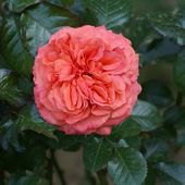 Une rose, un jour : François Mauriac - Le blog de Rosacorleone