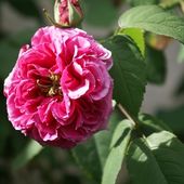 Une rose, un jour : Mme Isaac Pereire - Le blog de Rosacorleone