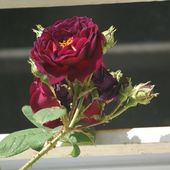 Une rose, un jour : Gipsy boy - Le blog de Rosacorleone