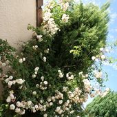 Félicité et Perpétue avant les orages - Le blog de Rosacorleone
