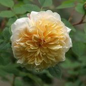 Une rose, un jour : Teasing Georgia - Le blog de Rosacorleone