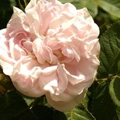 Une rose, un jour : Cuisse de nymphe - Le blog de Rosacorleone