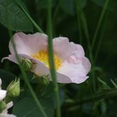 Rosa macranta waitziana - Le blog de Rosacorleone