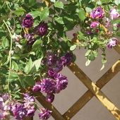 Une rose, un jour : Bleu magenta - Le blog de Rosacorleone