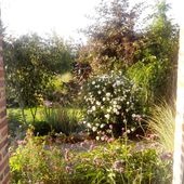 le jardin des violettes