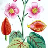 Le roucou