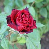 La rose Léonard Peltier ouvre son coeur - coco Magnanville