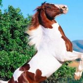 Cheval fougueux écrit la liberté - coco Magnanville