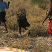 Bibliothèque indigène : Les bushmen - coco Magnanville
