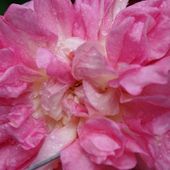 Plume de colibri trempée dans une goutte de rosée