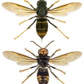 Espèces invasives : Vespa velutina (frelon asiatique) - coco Magnanville