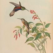 Colibris en danger - coco Magnanville