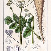 Légumes-racines du calendrier républicain - coco Magnanville