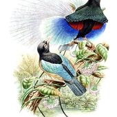 Passériformes en danger : Les paradisiers - coco Magnanville