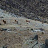 Espèces menacées : Le cheval de Przewalski - coco Magnanville