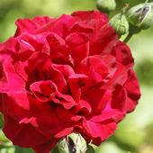 La rose qui souriait à la lune - coco Magnanville