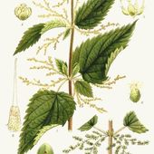 La fleur qui détricote la pensée unique - coco Magnanville