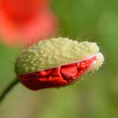 Le coquelicot et la foudre - coco Magnanville