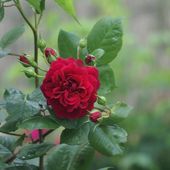 La fleur aux épis de liberté - coco Magnanville