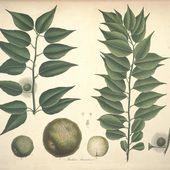 L'écho des palmiers : L'oranger des Osages - coco Magnanville