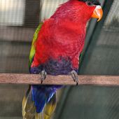 Oiseaux menacés de l'archipel Bismarck - coco Magnanville