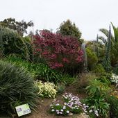Le jardin exotique et botanique de Roscoff - coco Magnanville