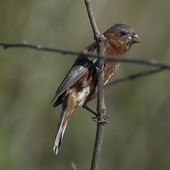 Les oiseaux menacés du Paraguay I - coco Magnanville