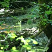 La fougère et le miroir de l'eau - coco Magnanville