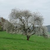 Le printemps - Le blog de François MUNIER