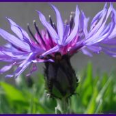 Fleurs de printemps... tardif