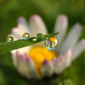 Défi n°59 thème " Perle de pluie "