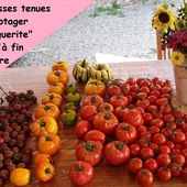 Ze Potager... (2015) Marguerite - tosulech.over-blog.com