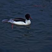 sortie "canards" - ( 3 ) - Naturalistes du Bugey