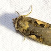 Papillons de nuit, les photos ! - Le blog de bio_gardins