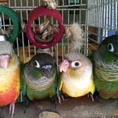 conure PYRRHURAS molinaë élevés à la main