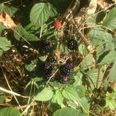 Conkers ahoy! Sun 6th Oct 2013
