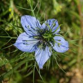 Nigelle : connaissez-vous le "remède des pharaons" ? - www.lesjardinsdalice.ch
