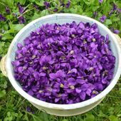 VIOLETTES : Prolongez le plaisir ! - www.lesjardinsdalice.ch