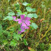 Mauve : la douceur faite fleur - www.lesjardinsdalice.ch