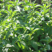 La Menthe et ses petits bonheurs - www.lesjardinsdalice.ch