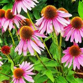 L'ÉCHINACÉE : PLUS DE MOIS EN "R" SANS ELLE ! - www.lesjardinsdalice.ch