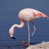 Les flamants du Salar d'Atacama